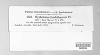 Candolleomyces candolleanus image